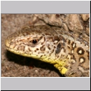 Lacerta agilis - Zauneidechse w02.jpg